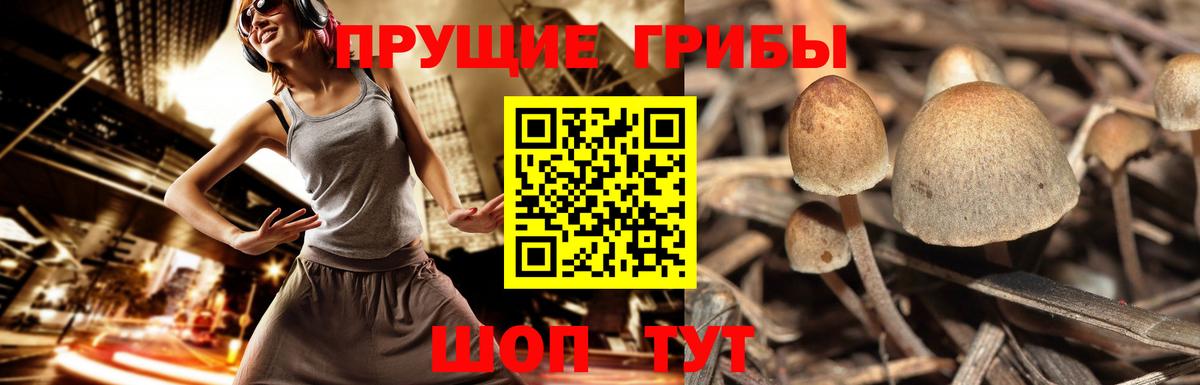 Псилоцибиновые грибы GOLDEN TEACHER  Вход с VPN  Бор  цена наркотик  Галлюциногенные грибы мухоморы 